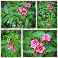 14dce0bd-page vajgela.jpg